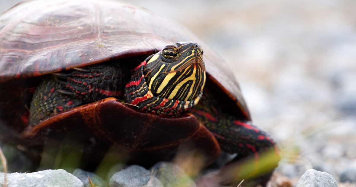 Resillient Turtle Resilient Landscapes Funds (Completed) - Open Space Institute
